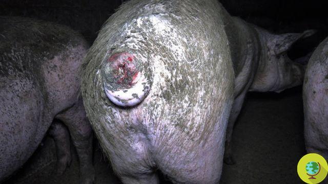 Cerdos heridos abandonados en agonía entre las aguas residuales: el horror en una granja que produce jamón DOP
