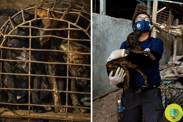 Finalmente fechou o matadouro ilegal no Camboja onde mais de 1 milhão de cães foram abatidos