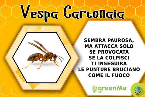 Abejas, avispas, abejorros y compañía: ¿nuestra buena guía para reconocer insectos que pican?
