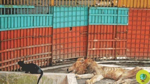Juboraj: adiós al león esquelético del zoo de Cominlla