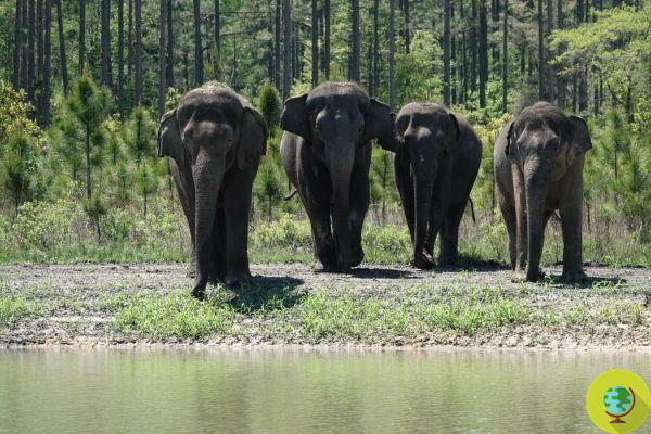 35 elefantes rescatados de un circo ven hierba por primera vez
