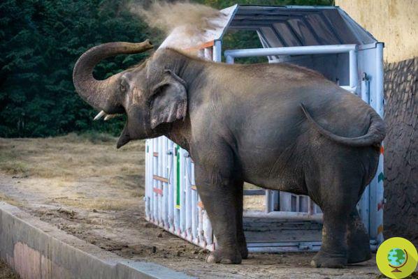 Cher meets Kaavan: 'the loneliest elephant in the world' begins his journey from the zoo to the Cambodian sanctuary