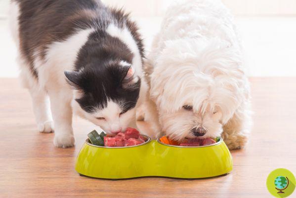 Dogs and cats: no raw foods, they risk Salmonella and Listeria