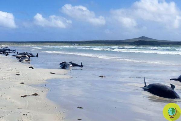 Mais de 100 baleias-piloto morreram encalhadas na Nova Zelândia, mas ninguém se importa