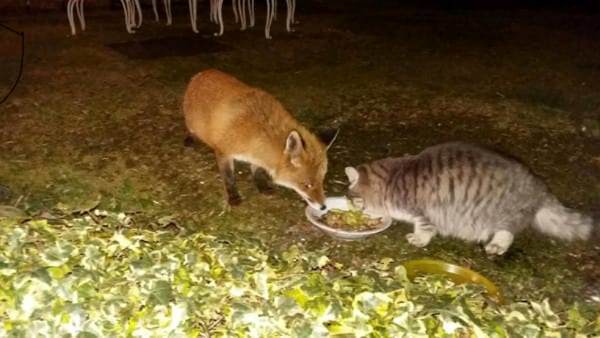 O gato e a raposa festejam juntos, como nos contos de fadas