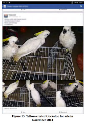 Le commerce des animaux en voie de disparition s'installe sur Facebook