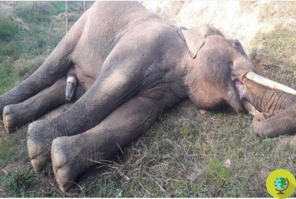 Descubierta la causa de la muerte masiva de elefantes en Botsuana: culpa de las cianobacterias