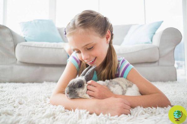 5 razões para NUNCA comprar um coelho como presente de Páscoa
