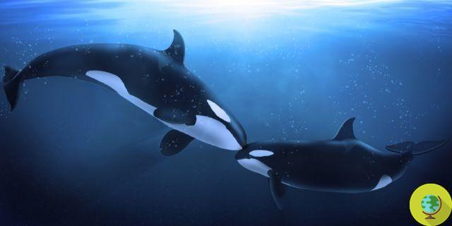 Las abuelas orcas viven mucho tiempo para proteger y cuidar a sus nietos. yo estudio
