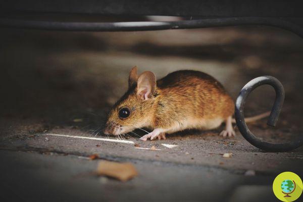 Toute la vérité sur l'invasion des rats en Australie. Que se passe-t-il (et pourquoi)