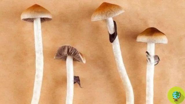 Cogumelos alucinógenos: psilocibina para combater a depressão? O novo estudo