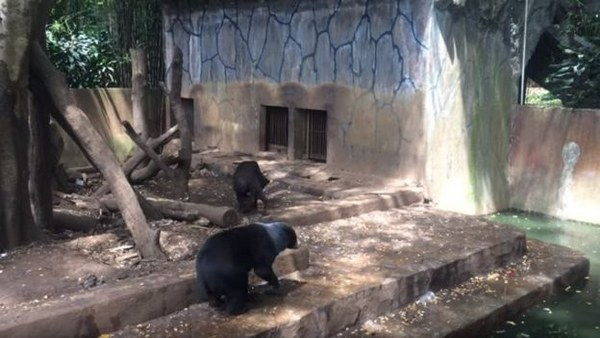 Zoológico de horrores da Indonésia: os animais estão morrendo de fome (PETIÇÃO)