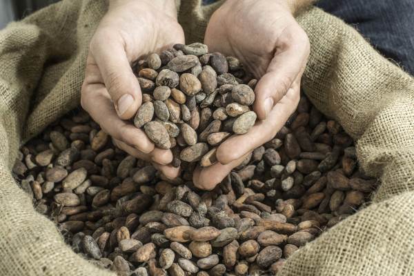 Le cacao, de la fève à la tablette : légendes, histoire et curiosités sur le chocolat