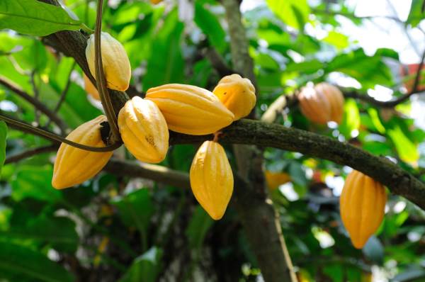 Cocoa, from bean to bar: legends, history and curiosities about chocolate