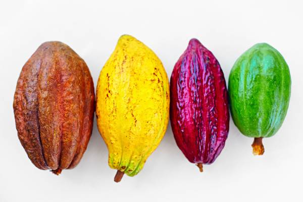 Cocoa, from bean to bar: legends, history and curiosities about chocolate