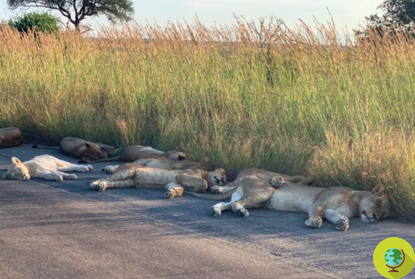 The road is deserted for lockdown, in South Africa lions take a nap on the asphalt (and in broad daylight)