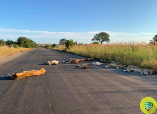 The road is deserted for lockdown, in South Africa lions take a nap on the asphalt (and in broad daylight)