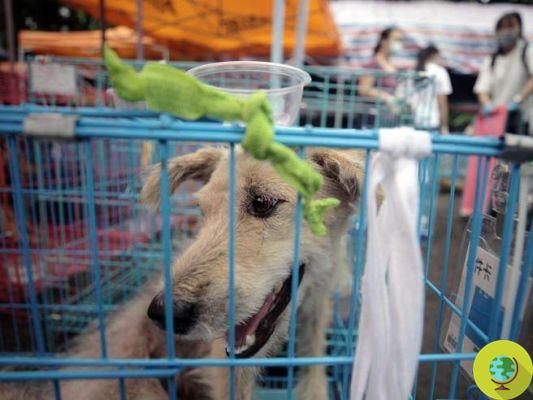 China comienza a prohibir el consumo de carne de perro tras el brote de coronavirus