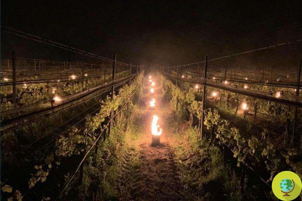 Velas anticongelantes no Tirol do Sul para salvar as vinhas (e não só) do frio