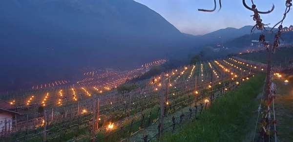 Velas anticongelantes en Tirol del Sur para salvar los viñedos (y no solo) del frío
