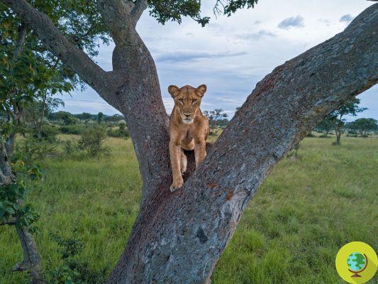 O terrível declínio no número de leões na África
