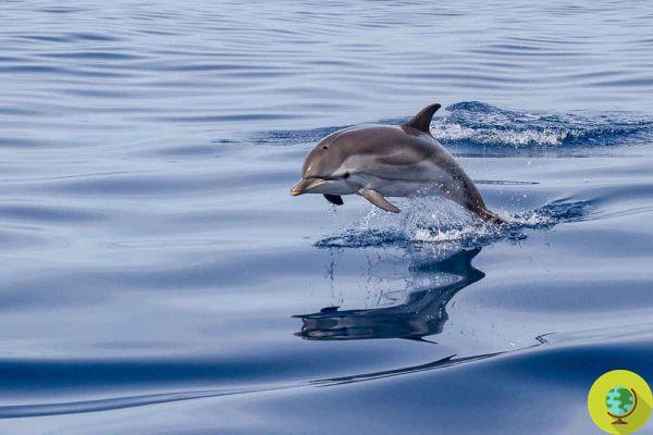 La « mer des dauphins » est née : la plus grande aire protégée de Méditerranée pour les cétacés