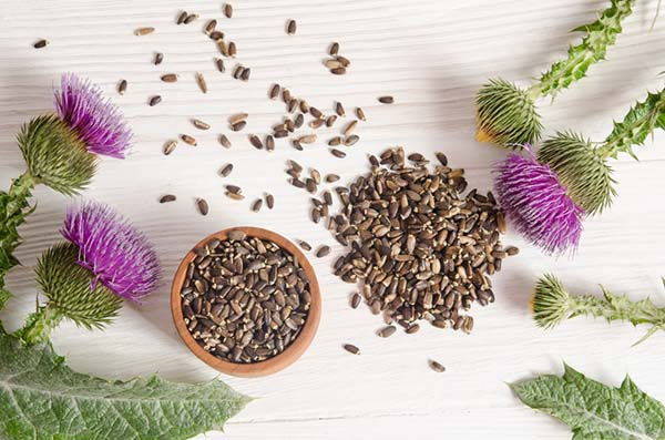 Milk thistle: properties, uses, CONTRAINDICATIONS and where to find it
