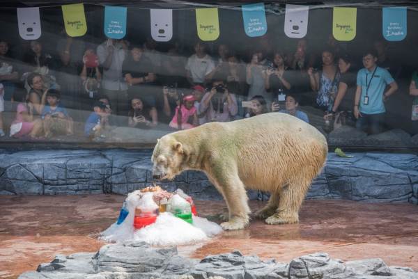 Goodbye to Inuka: the polar bear born in a zoo ... in the tropics (VIDEO)