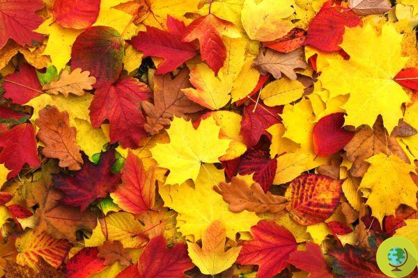 Adeus folhagem, a crise climática está mudando até a cor das folhas de outono nas árvores