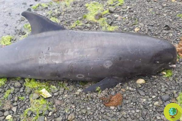 17 golfinhos mortos na praia das Maurícias perto do local do derrame de petróleo