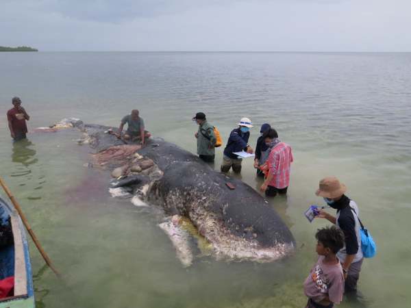 Cachalote encalhado na Indonésia: 115 copos de plástico e até 2 chinelos no estômago