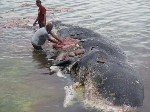 Sperm whale beached in Indonesia: 115 plastic cups and even 2 flip flops in the stomach