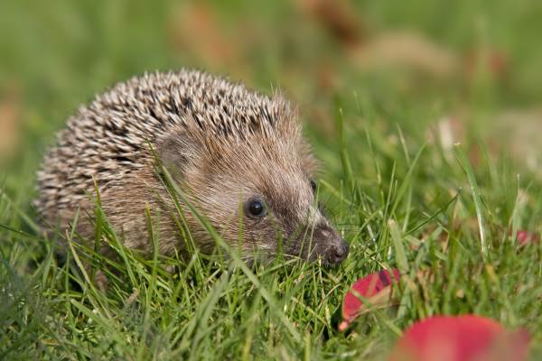 Porcupine: 10 curiosities (and what to do if we find one)