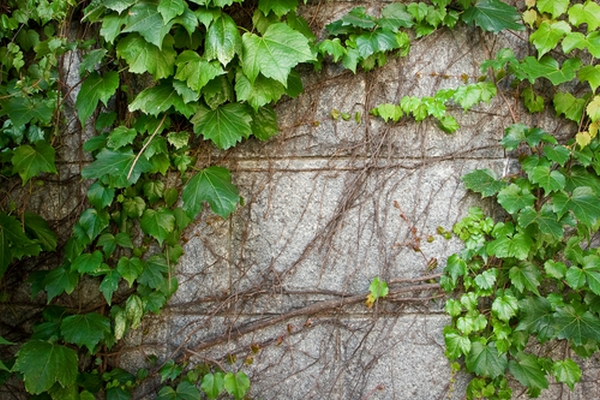 Ivy: how to grow it in the garden