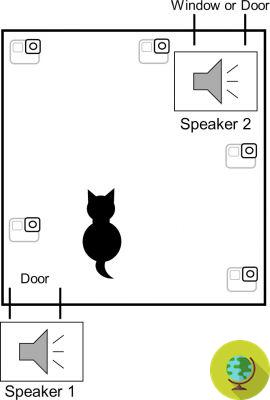 Descubrí por qué los gatos siempre saben en qué habitación estamos aunque no nos vean