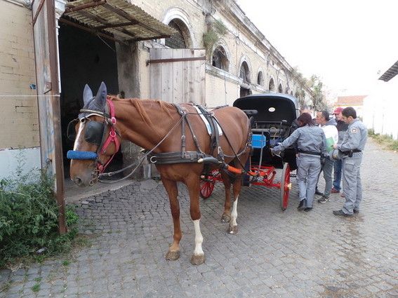 Botticelle: estructura con 66 caballos incautados en Roma (FOTO)