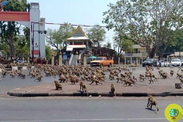 Des hordes de singes affamés envahissent les rues de Thaïlande laissées vides par les touristes pour le Coronavirus