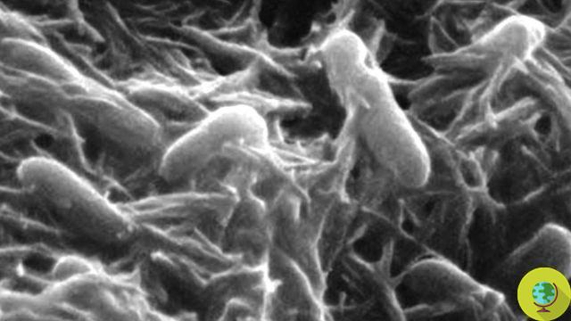 Biofuels from bacteria: gasoline is made with E. coli