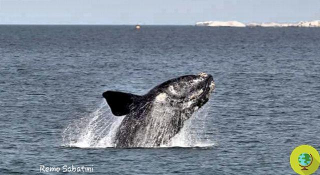 Le chant de l'une des baleines les plus rares de la planète a été enregistré pour la première fois