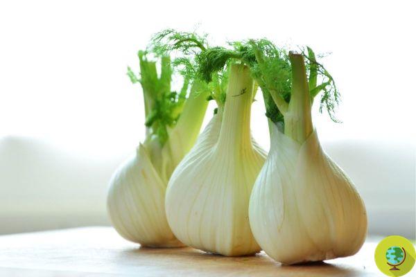 Instead of throwing away fennel waste, they can be used to make food supplements. I study
