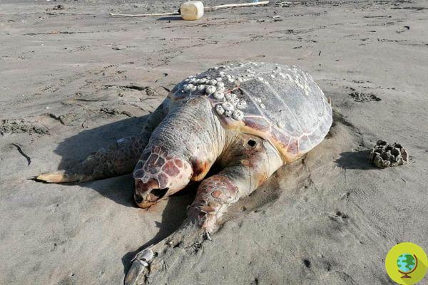 Las tortugas Caretta caretta están en peligro: más de 15 fueron encontradas muertas en las playas de Campania 