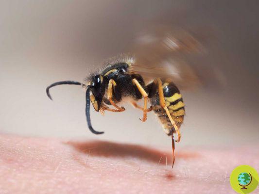 Picaduras de abeja, avispa o avispón: lo que realmente ayuda y trucos útiles para evitarlas