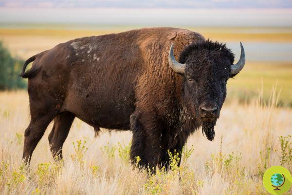Após 100 anos, o bisão americano é salvo também graças aos nativos
