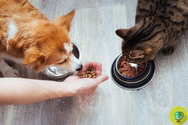 Os erros que muitos cometem ao preparar comida para seus cães ou gatos (e que podem ser caros)