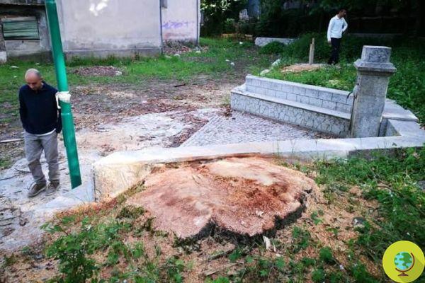 Plátanos monumentais saudáveis ​​derrubados na Calábria: mais uma destruição contra as árvores