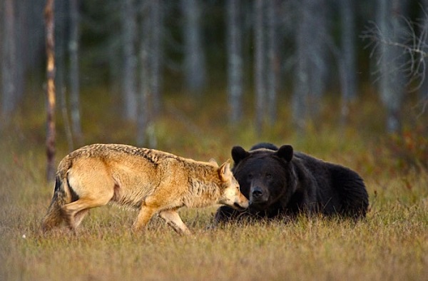 EUA, luz verde para o carvão e a caça aos ursos e lobos do Alasca