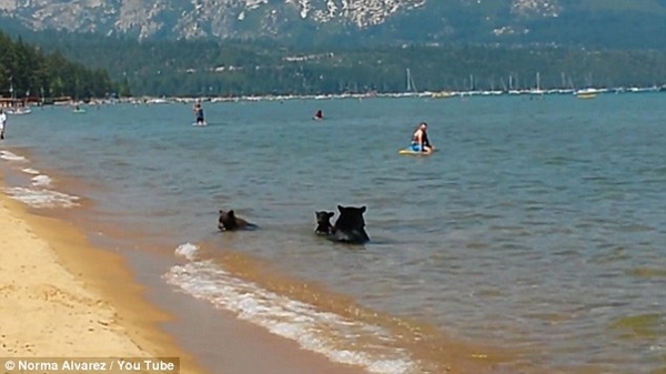Mãe ursa leva seus filhotes para tomar banho no lago... entre os turistas (VÍDEO)