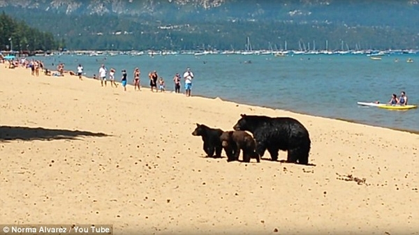 Mãe ursa leva seus filhotes para tomar banho no lago... entre os turistas (VÍDEO)