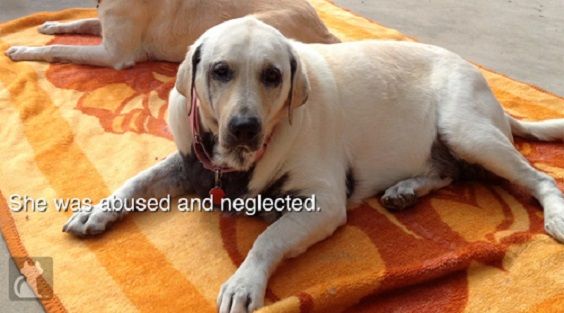 Molly : la chienne maltraitée et atteinte d'un cancer qui renaît avec la Pet Therapy