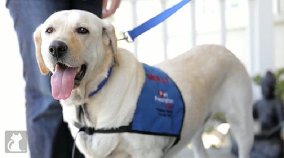 Molly: la perra maltratada y con cáncer que renace con Pet Therapy